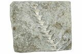 Archimedes Screw Bryozoan Fossil - Illinois #240555-1